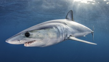 Obyvateľov a turistov na obľúbenom ostrove vystrašil žralok, priplával priamo do prístavu