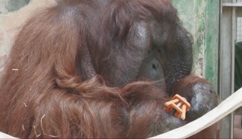 Pozrite sa na talentovaného orangutána: Jago v bojnickej ZOO skrutkuje ako majster
