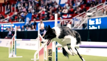 Ako sa rodia majstri sveta v agility? Na parkúre rozhodujú sekundy, mimo neho dôvera