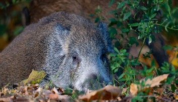 Na Hornej Nitre našli samicu diviaka s príznakmi afrického moru ošípaných