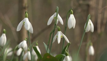 Za zbieranie snežienok hrozí vysoká pokuta. Zmenu pravidiel nezaregistrovali ani niektoré úrady