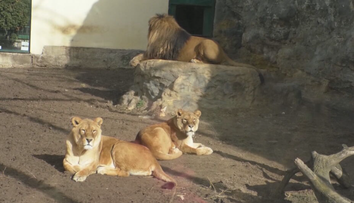 Exotické šelmy z ranča pri Žiline, ktoré usmrtili ošetrovateľa, by mali previezť do Indie