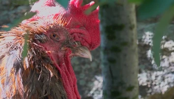 Hlučný kohút Maurice vyhral súd. Môže kikiríkať a jeho majiteľka na ňom ešte zarobí