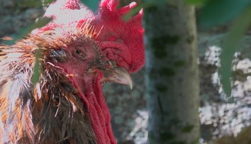 Hlučný kohút Maurice vyhral súd. Môže kikiríkať a jeho majiteľka na ňom ešte zarobí