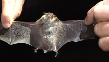 V Humennom odchytávali netopiere. Ak sa nasťahujú do ľudských obydlí, môžu vyvolať paniku