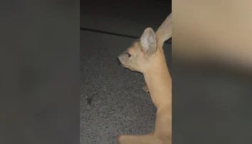 Kruto týrali bezbrannú srnku a natáčali si to: Partiu mladíkov už rieši polícia, začala trestné stíhanie
