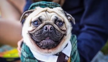 Stop pre mopslíkov a buldočkov? EÚ chystá prelomové zmeny