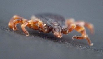 Niektoré kliešte za korisťou doslova bežia. Odborníci upozorňujú na nový problém