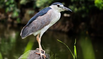 Rúbu vo vzácnom lese. Býva v ňom jeden z najvzácnejších vtákov na Slovensku