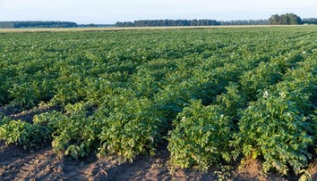 Sú neodmysliteľnou súčasťou kuchyne. Zdravotné benefity obľúbenej plodiny sú podceňované