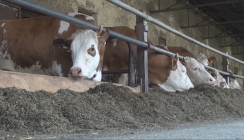 Chovatelia nevedia, či sa ich ovce a dobytok budú môcť pásť. V hre je zdravie zvierat aj peniaze z dotácií