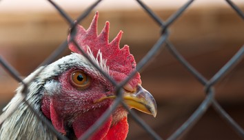 Dôchodkyňu zabil jej vlastný kohút, keď chcela pozbierať vajcia