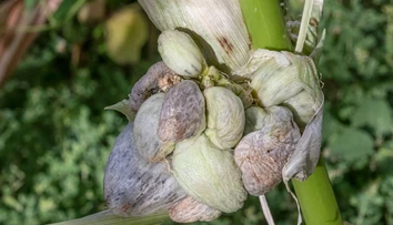Hubári aj napriek extrémnemu suchu jasajú. Vo veľkom totiž zbierajú cenný gastronomický poklad