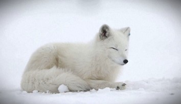 V Nórsku sa snažia obnoviť populáciu polárnych líšok. Päť z nich práve vypustili do voľnej prírody