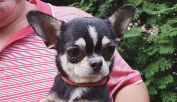 Čivava našla v lese nevybuchnutú bombu. Na Soroške ich môže byť viac