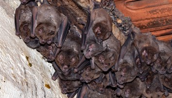 Z prenajatej nehnuteľnosti dom hrôzy. Ženy počas pobytu vydesil nočný nájazd netopierov