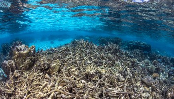 Globálne otepľovanie prekročilo prvý bod zlomu. Odumieranie všetkých koralových útesov je už nezvratné