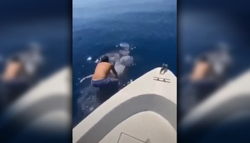 VIDEO: Muž zoskočil z lode na obrovského žraloka, následne na ňom odplával preč