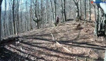 Útok medvedice, ktorý zachytila fotopasca v Malej Fatre, prešetrujú ochranári aj polícia