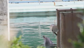 Krutý osud zvierat v zatvorenom vodnom parku. Nechali ich tam v hrozných podmienkach