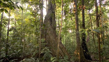 Zázrak. Štyri deti prežili po páde lietadla vyše dva týždne v Amazonskom pralese
