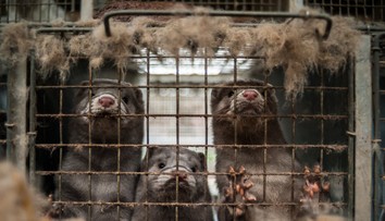 Po výskyte koronavírusu na norkových farmách v Holandsku začínajú likvidovať zvieratá
