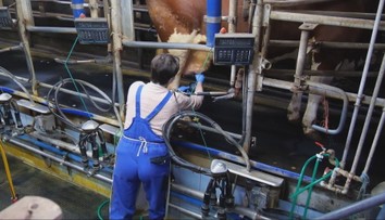 Niektorí Slováci majú pre šírenie krívačky obavy z mlieka. Odborník má pre nich jasnú odpoveď