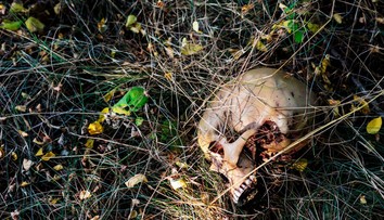 Desivý objav pri ihrisku: Deti sa hrali a našli ľudskú lebku. Polícia odhalila ďalšie kosti