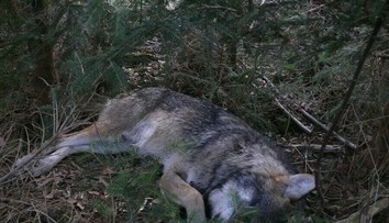 FOTO: Neďaleko Mengusoviec našli zastreleného vlka