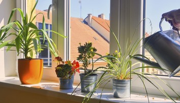 Zalievanie odstátou vodou má háčik. Niektorým rastlinám môže aj škodiť