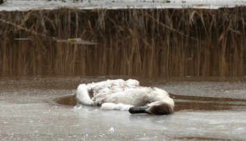 Na Záhorí potvrdili vtáčiu chrípku