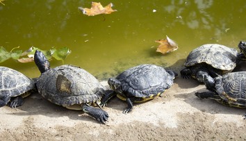 Nemecké jazero ohrozujú dravé korytnačky. Sú schopné odhryznúť človeku prst