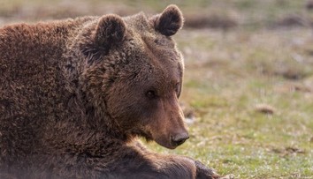 Nová mapa ukáže, kde sa pohybujú medvede. Má pomôcť predísť nebezpečným stretom