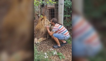 Zo zooparku pri Prahe utiekol lev. ​Po tom, ako napadol ošetrovateľa a zaútočil na policajtov, ho zastrelili