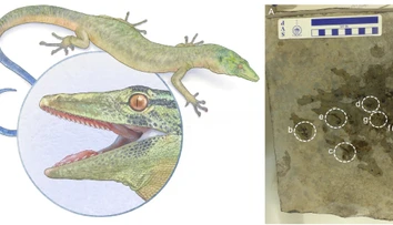 Vedci odhalili záhadného tvora, ktorý rúca predstavy o evolúcii. Môže pomôcť vyriešiť dávnu záhadu