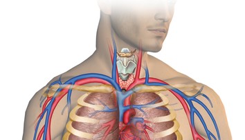 Vedci hovoria o objavení nového ľudského orgánu, má byť najväčší v našom tele