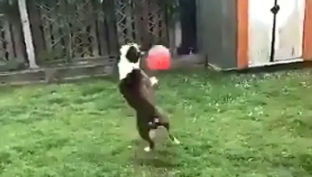 Buldog Ollie spracováva loptu.