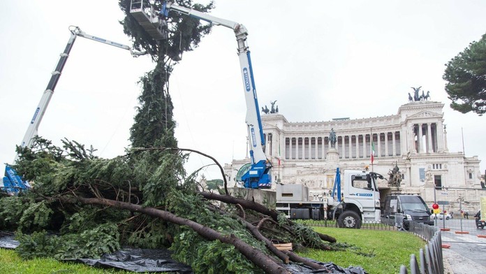 Aj tento rok je vianočný stromček, ktorý umiestnili na námestí Piazza Venezia, na smiech.