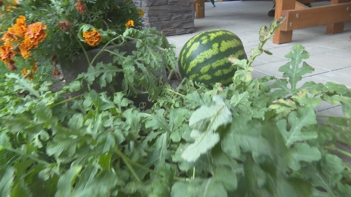 Nezasadil ju nik, no aj tak na dvore vyrástla. 