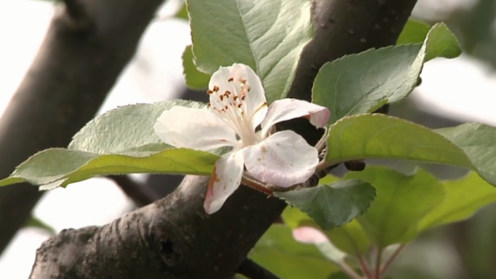 Rozkvitnutá jabloň