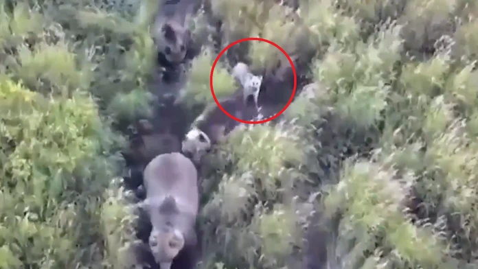 VIDEO: Rodina na Kamčatke nasadila do pátrania po stratenom huskym dron. Keď ho našli, čakalo ich obrovské prekvapenie
