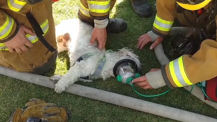 Hasiči zachraňujú malého psíka