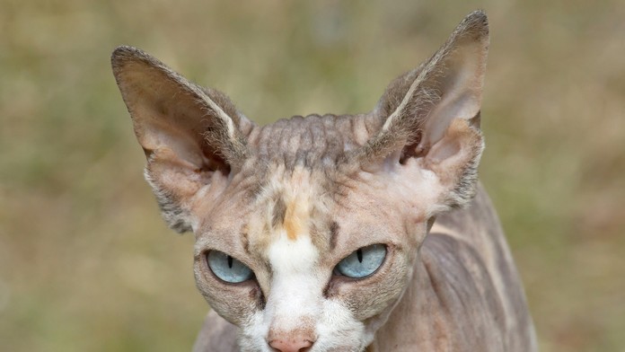 Mačka plemena sphynx.