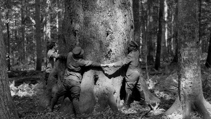 Rekordná jedľa v Dobročskom pralese.