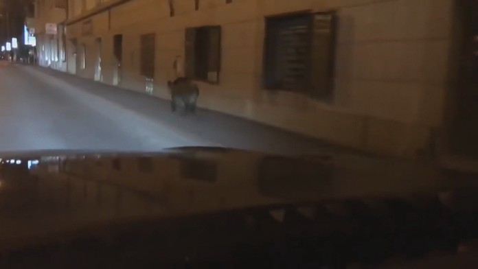 Diviak v centre Bratislavy.