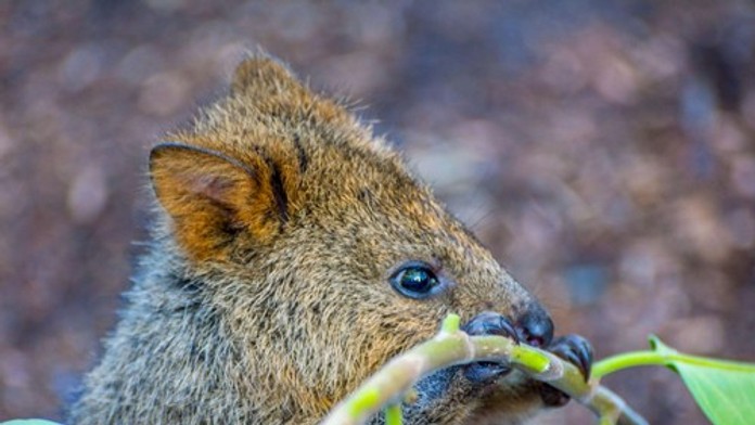 Top 10 najroztomilejších zvierat sveta. Číslo 6 vás zaručene prekvapí