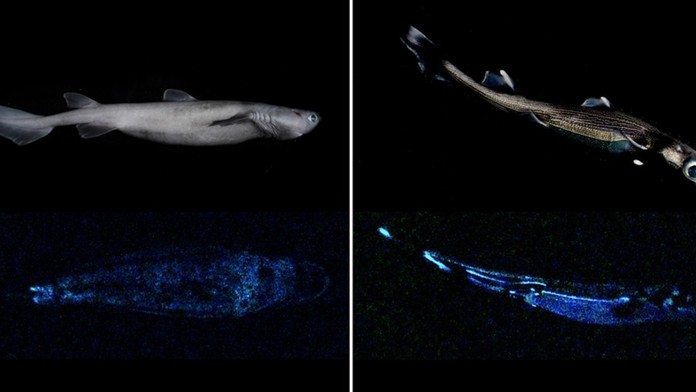 Monika Jankovská pri prepustení a opätovnom zadržaní.