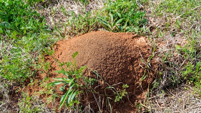Do Európy prenikol jeden z najdeštruktívnejších inváznych druhov. Konajme, kým nebude neskoro, apelujú vedci