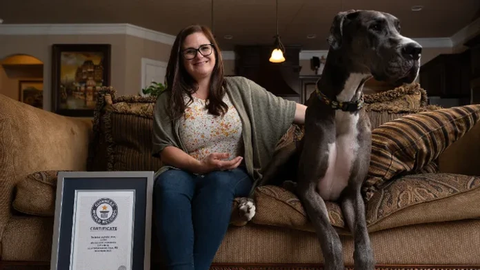 Má obriu výšku, no je priateľský. Svet má nového najvyššieho psa, meria takmer 105 centimetrov