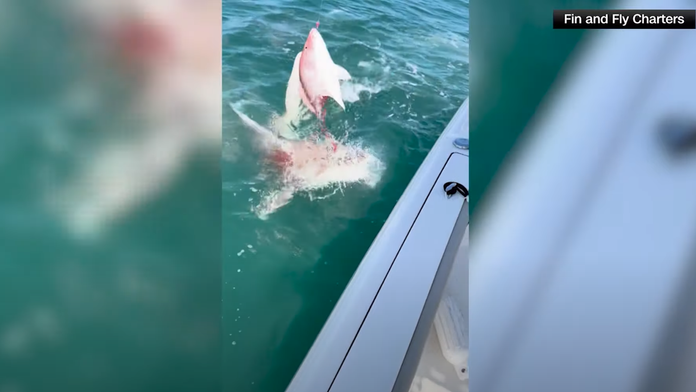 VIDEO: Najskôr im ukradli úlovok, potom zaútočili na loď. Rybári narazili na skupinu rozbesnených žralokov